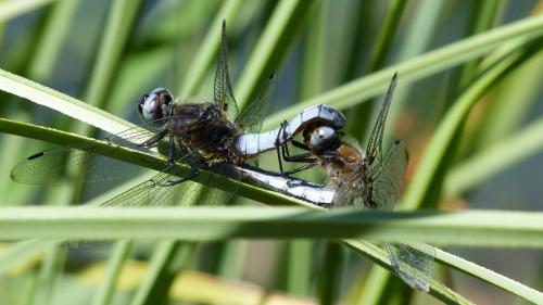 Réf. 186 855 : Libellula fulva